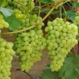 Opis stolnog hibridnog galahada i kako ga pravilno brinuti